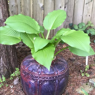 Hosta