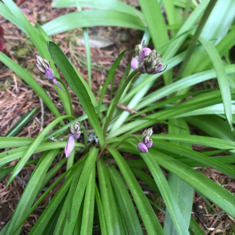 Plant image Hyacinthoides hispanica 'Danube'