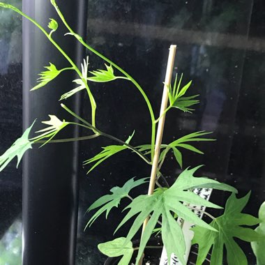 Ipomoea x multifida