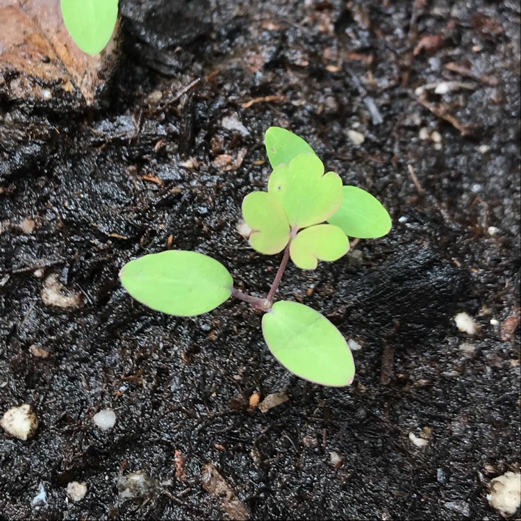 plant image 668907 plant image 668907