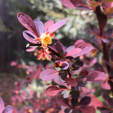 Berberis thunbergii 'Rose Glow'
