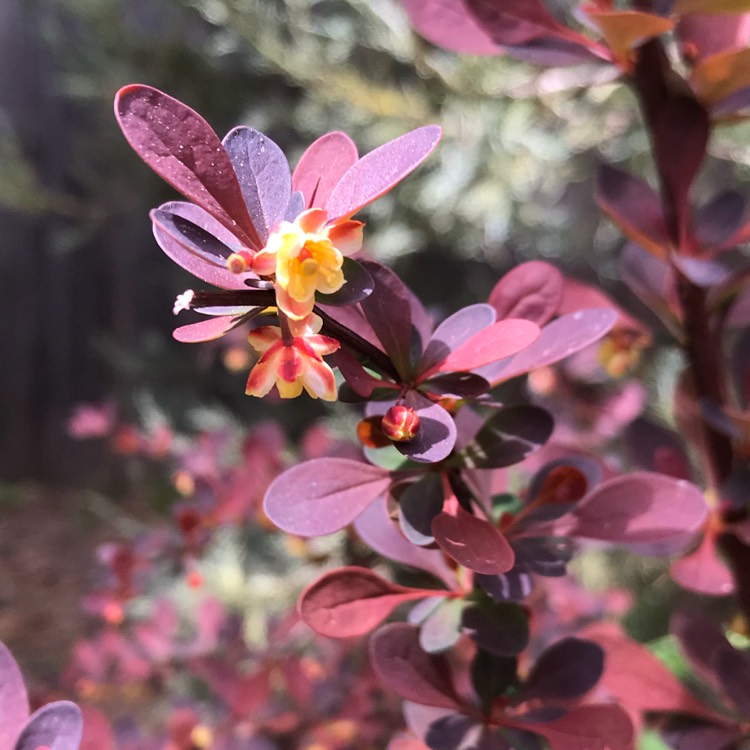 Plant image Berberis thunbergii 'Rose Glow'