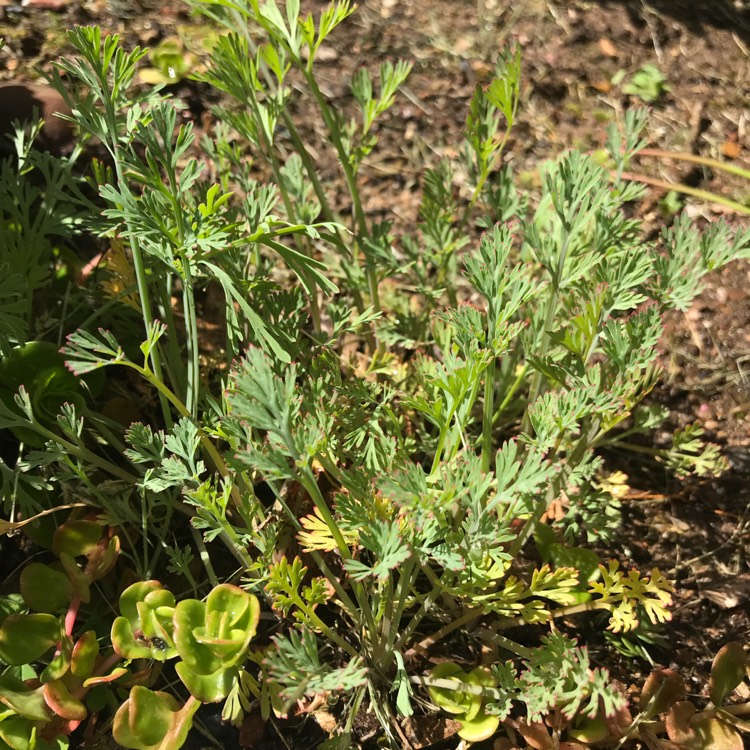 plant image 671590 plant image 671590