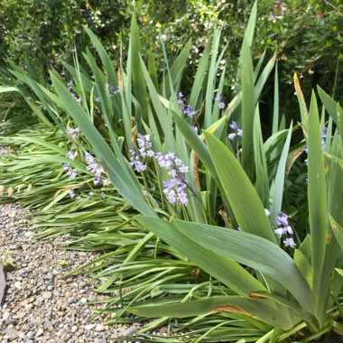Hyacinthoides hispanica