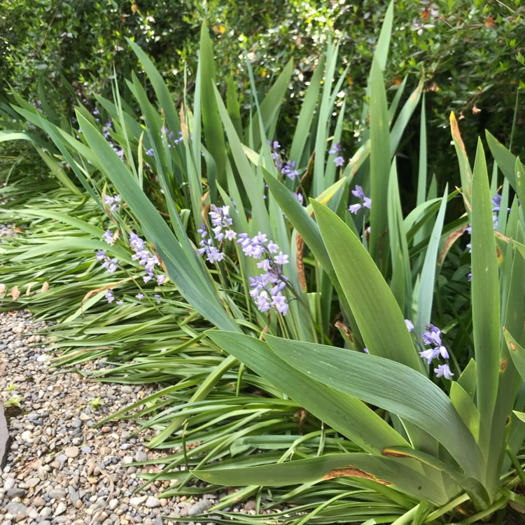 plant image 672651 plant image 672651