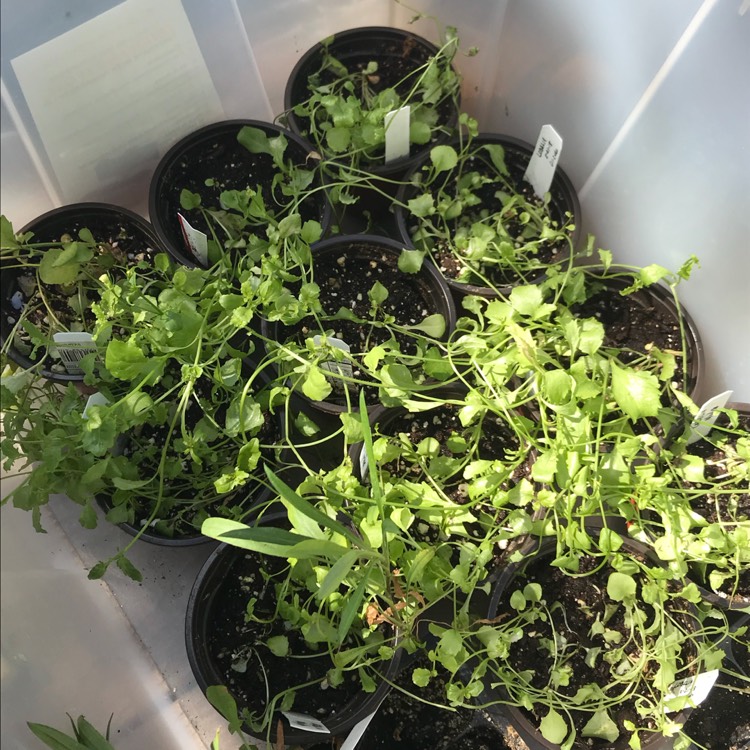 plant image 672665 plant image 672665