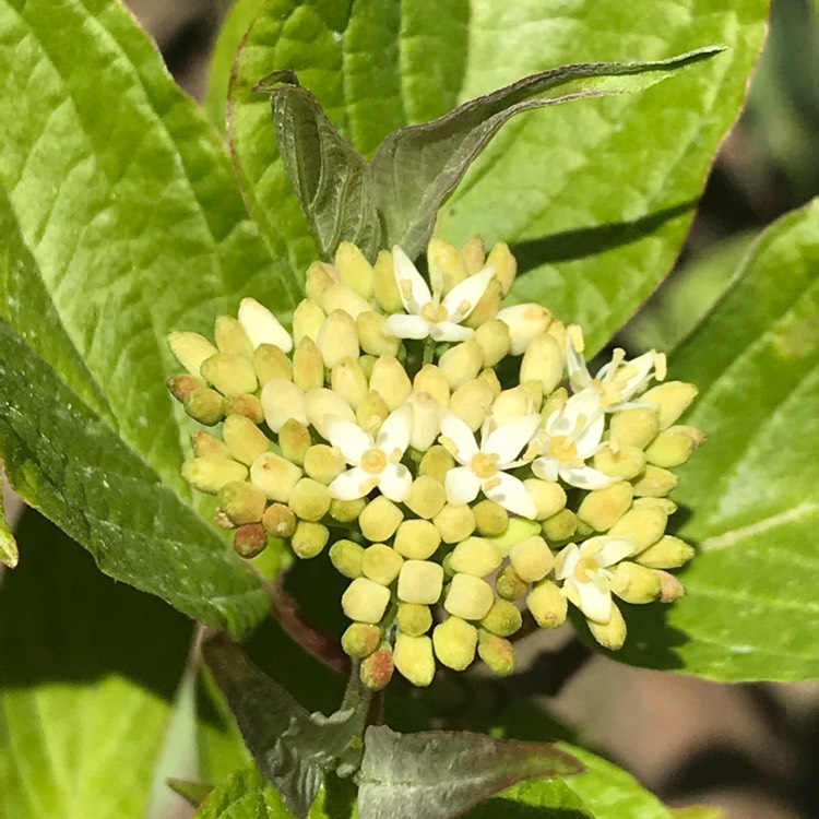 plant image 672692