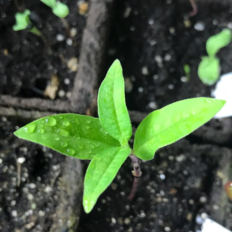 plant image 674112 plant image 674112