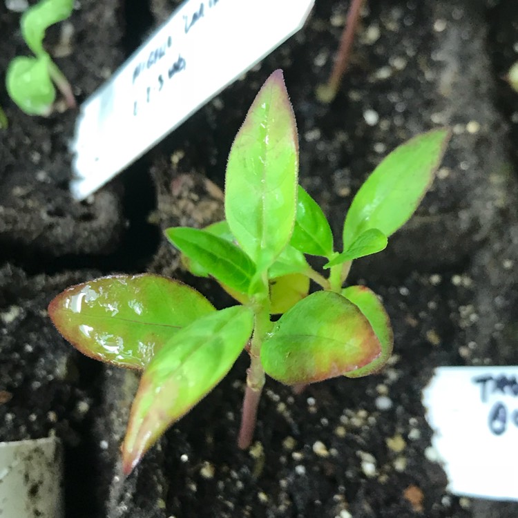 plant image 674114 plant image 674114