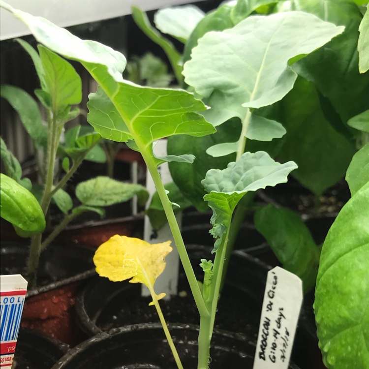 plant image 674118