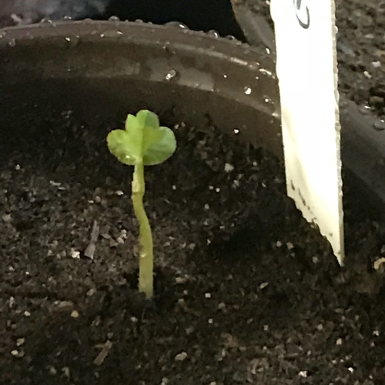 plant image 674121