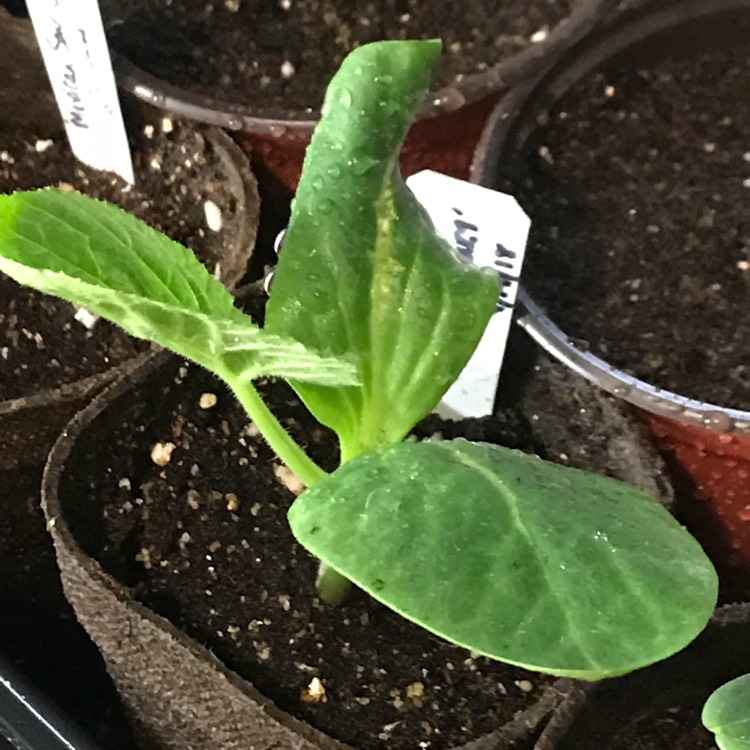 plant image 674129 plant image 674129