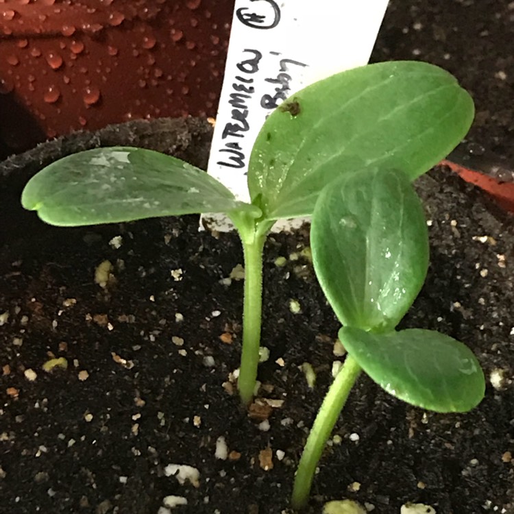 plant image 674134 plant image 674134