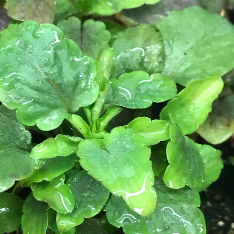plant image 674178 plant image 674178