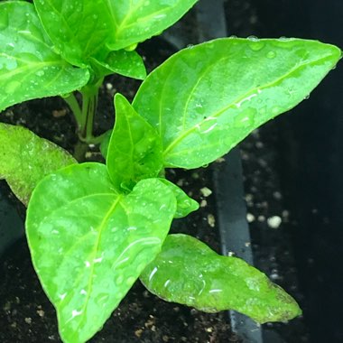 Capsicum annuum