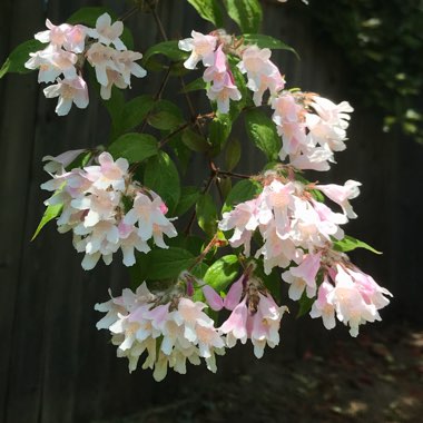 Linnaea x grandiflora syn. Abelia x grandiflora