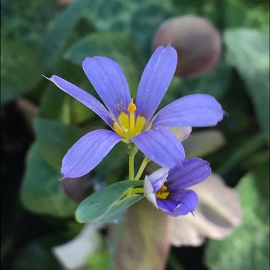 Sisyrinchium bellum