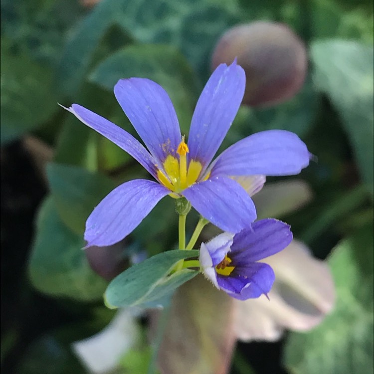 Plant image Sisyrinchium bellum