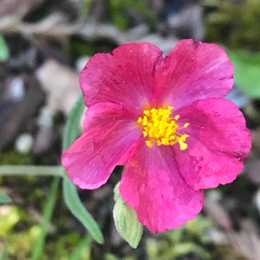 Cistus creticus
