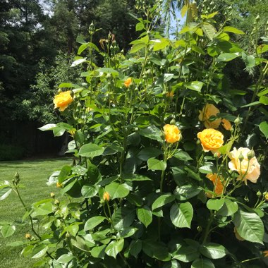 Rosa (Hybrid Tea)