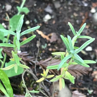 Cistus creticus