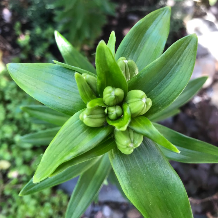 plant image 706290