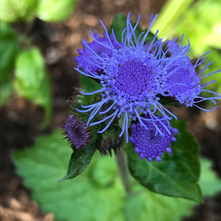 plant image 712283 plant image 712283