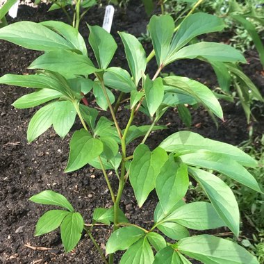 Paeonia