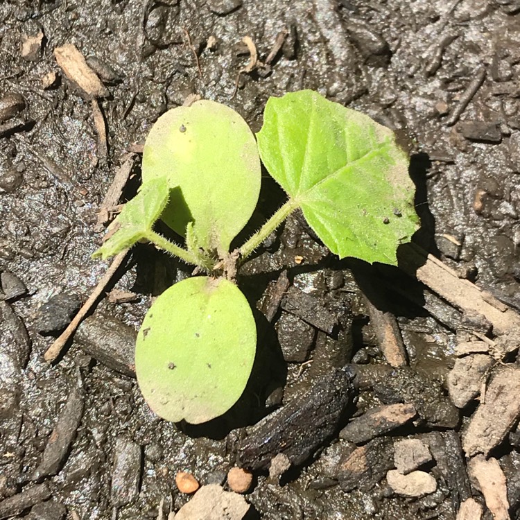 plant image 719248