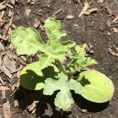 Citrullus Lanatus
