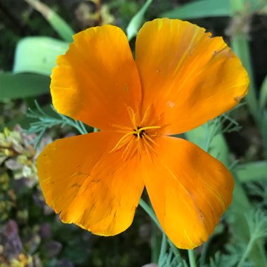 Eschscholzia californica
