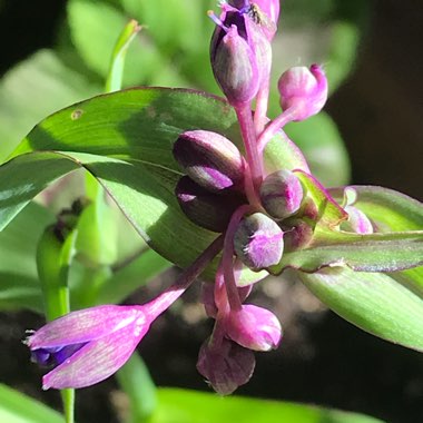 Tradescantia 'Outdoor plants'