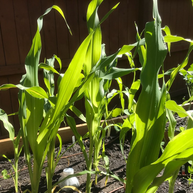 plant image 722080