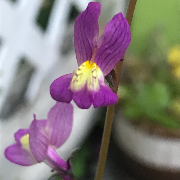 plant image 725460 plant image 725460