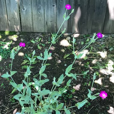 Lychnis coronaria syn. Agrostemma coronaria syn. Agrostemma tomentosum