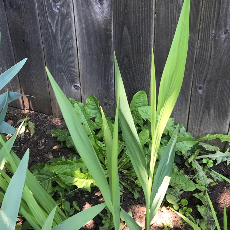 plant image 727115