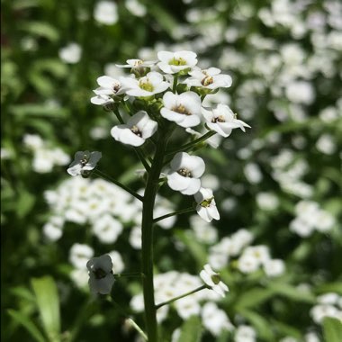 Lobularia maritima 'Carpet Of Snow'