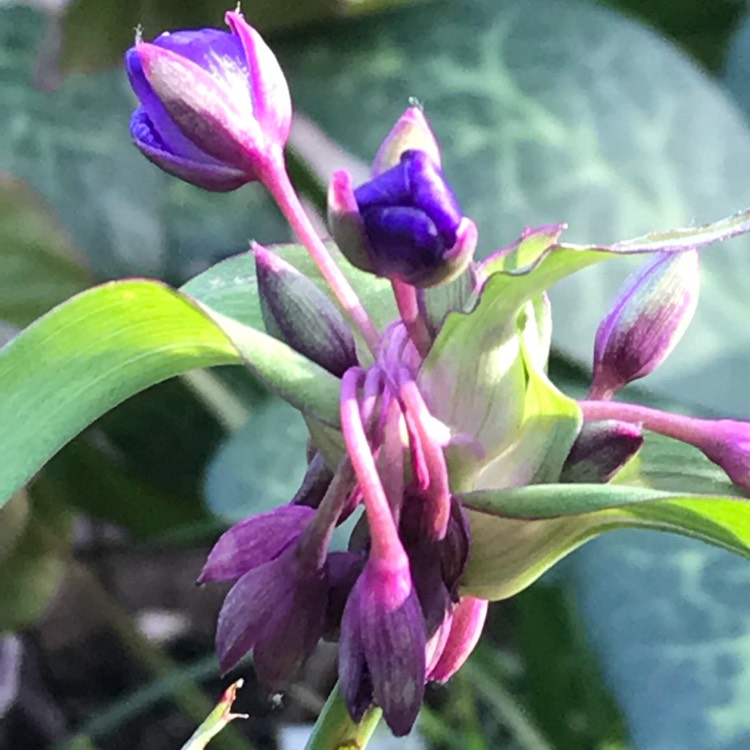 plant image 732048