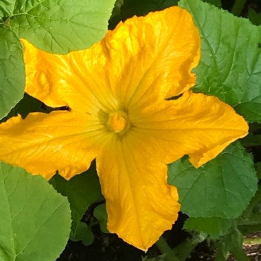 Cucurbita pepo var. Cylindrica  'Spineless Beauty'