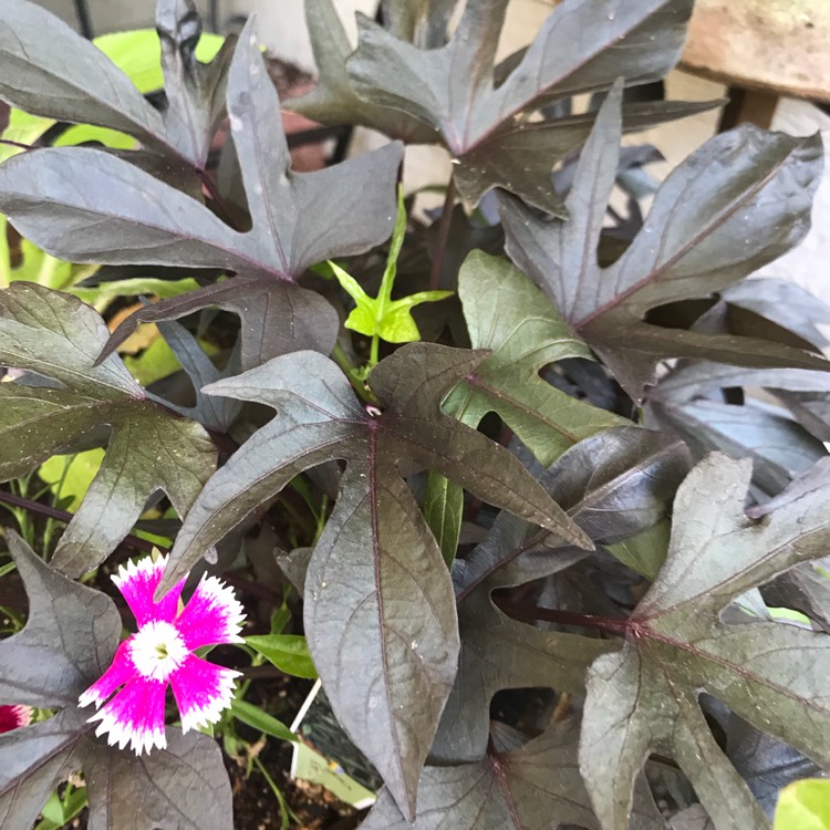 Plant image Ipomoea batatus 'Bright Ideas Black'