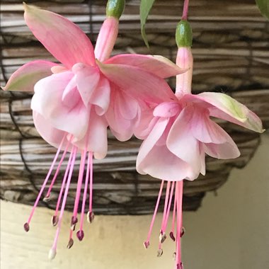 Fuchsia 'Southgate'