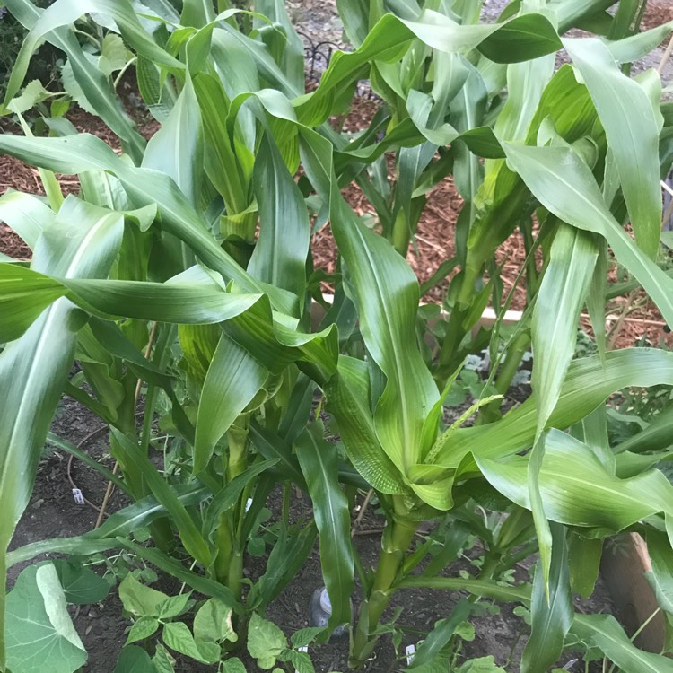plant image 748674