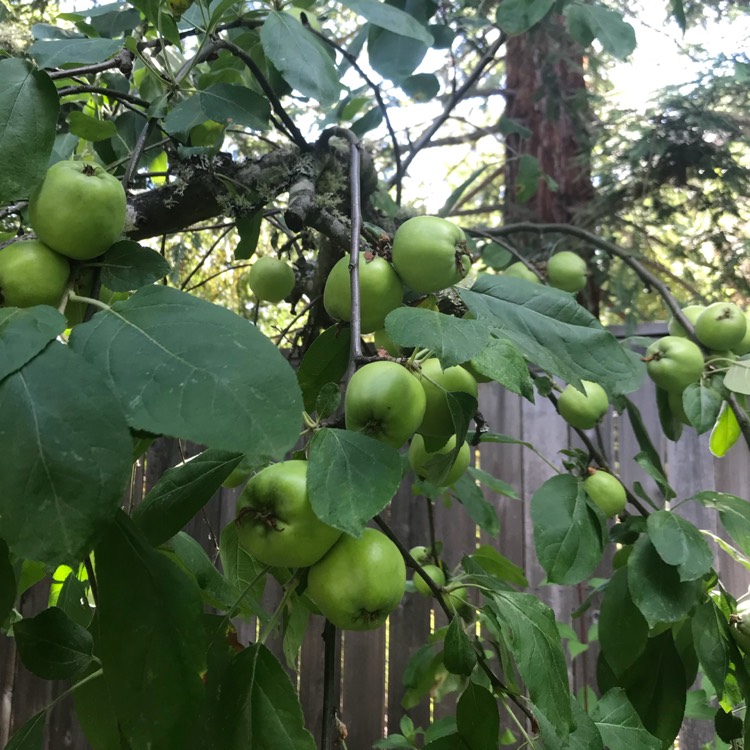 plant image 751472