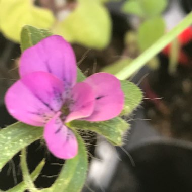 Agrostemma githago