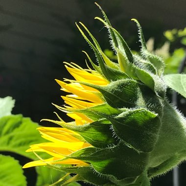 Helianthus annuus