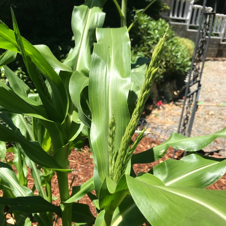 plant image 757864