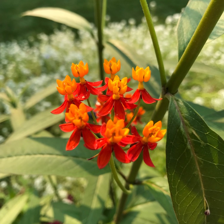 plant image 822920 plant image 822920