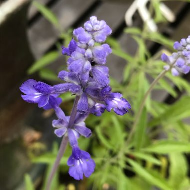 Salvia farinacea 'Blue Bedder'