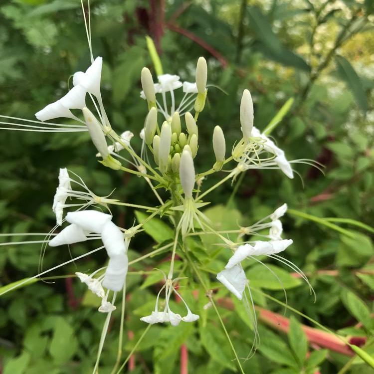 plant image 822930 plant image 822930