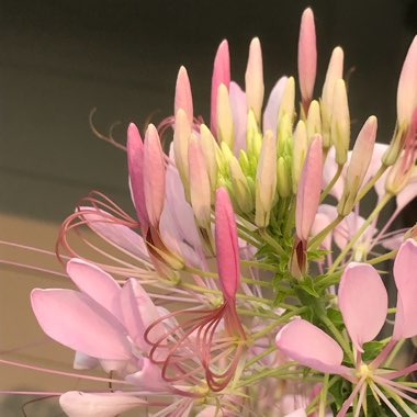 Cleome hassleriana 'Rose Queen'